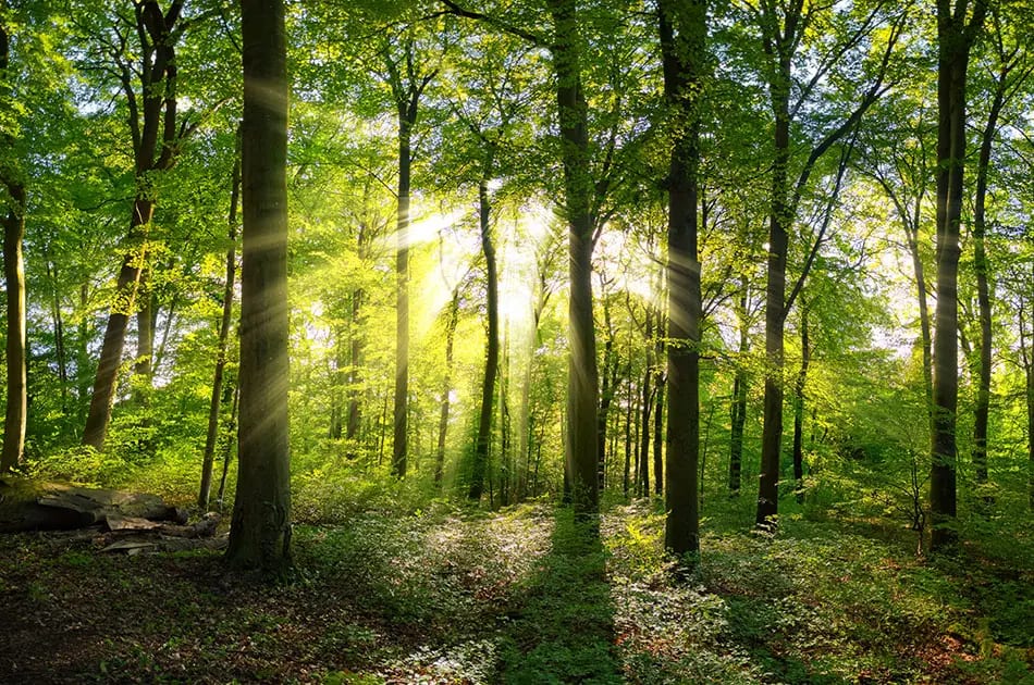 forest