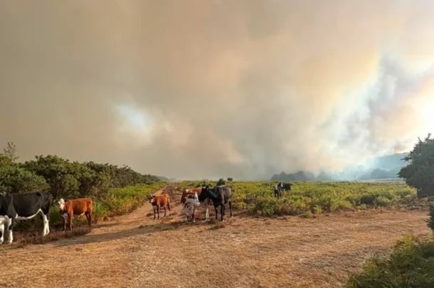 Cows stand on a dirt track in a field with thick smoke and fire in the background, indicating a wildfire nearby.