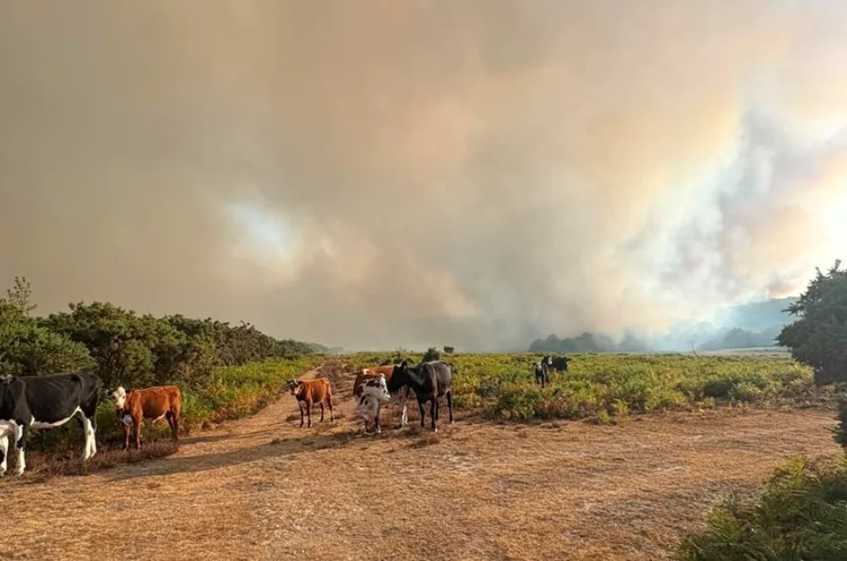 Cows stand on a dirt track in a field with thick smoke and fire in the background, indicating a wildfire nearby.